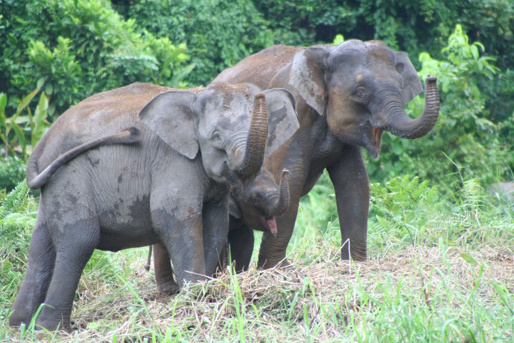 Elephants preserved in the Borneo rainforests.