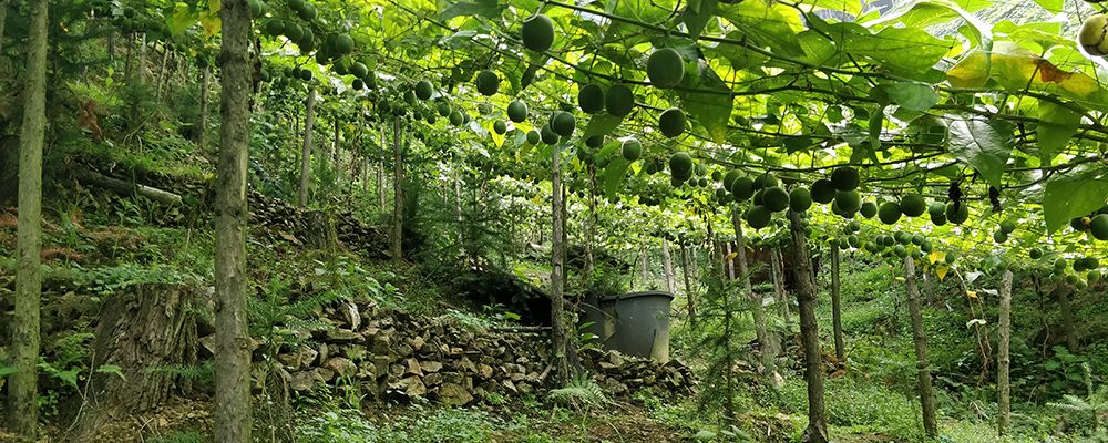 A visit to the remote monk fruit farms, up in the mountains of Guilin, China.